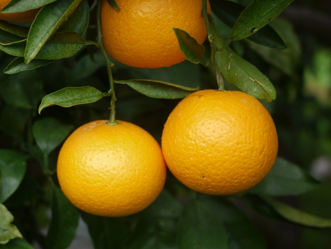 清見オレンジの木